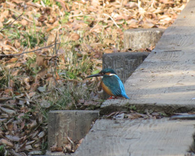 ����ȂƂ���łȂɂ��������̂�