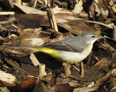 �L�Z�L���C�͔w�i��I��ł���Ȃ�