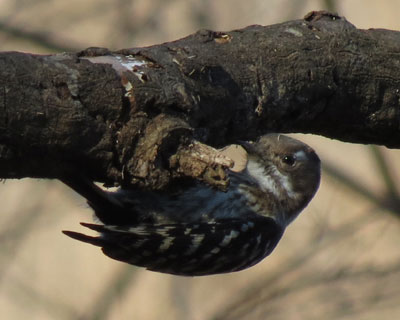 ���̐l�Ɏ��Ă���