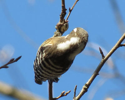 �C���K�̖������R�Q��