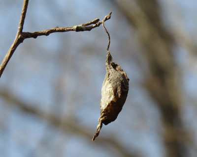 �N���R�̖��炵��