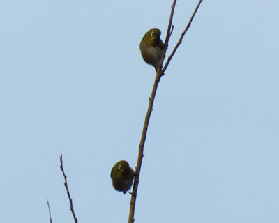 �V���N�����W��