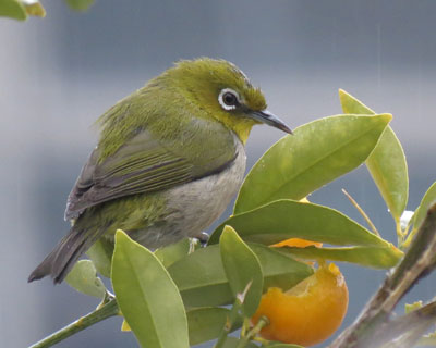 �˂����݂����ē����ւ���