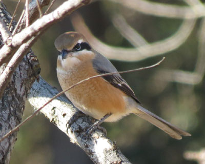 �����͔��j�q���Y���̓꒣��