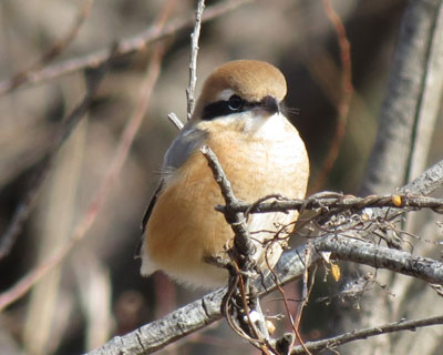 �Ǝv������A�N�������Ă��킢�����Y���ɕϐg