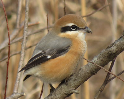 �����ۂ��Ȃ�����