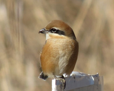 �Q�T��A�܂����킢��