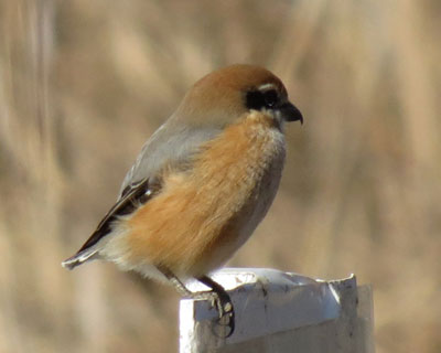 �����ۂ���Ă΁A�ق�