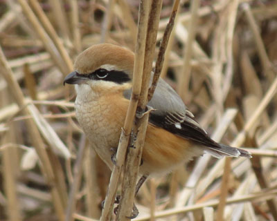 ����ɂP�T�ԁA�܂��L�т�