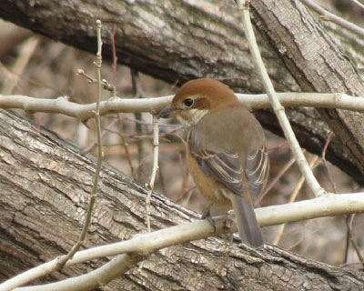 ���l�̃��Y�q������