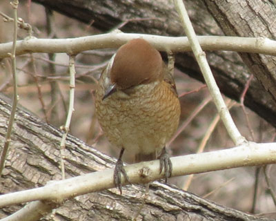 ���Y�̂��ł��̓X�Y���Ɏ��Ă�