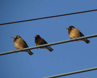 �ł�������͑�ɉh