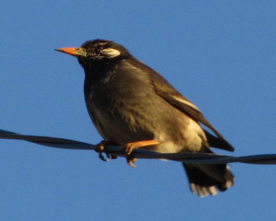 ��͂��킢���̂ɐF���ɂ�����