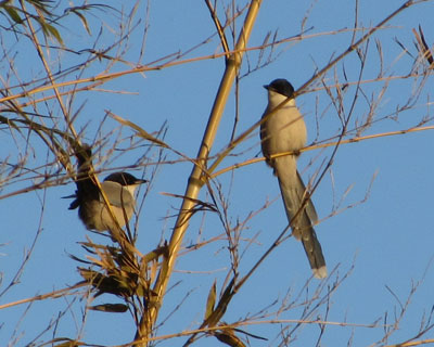 �ŋ߃I�i�K����������