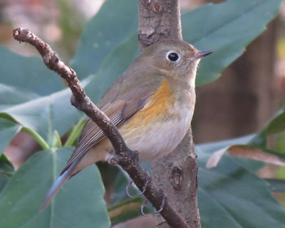 ���N�̓I�X�͌��ĂȂ�