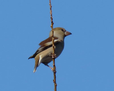 �V�������Ȃ�