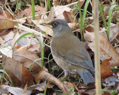 �V���n�������܂���Ȃ�