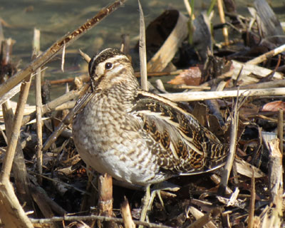 �^�V�M�̖ڂ͏シ����