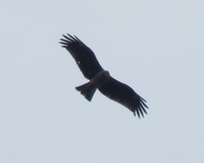 �g�r�͂ق�Ƃ̓J�R�C�C