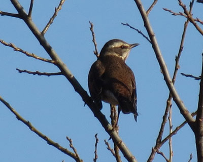 �c�O�~�����܂葖���ĂȂ�