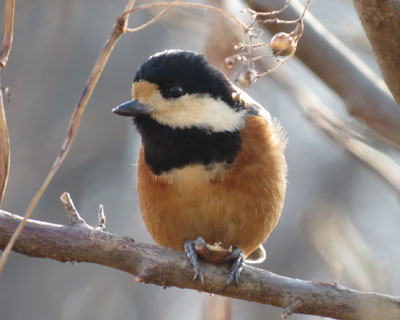 ���}�K���͂��������ŐH��