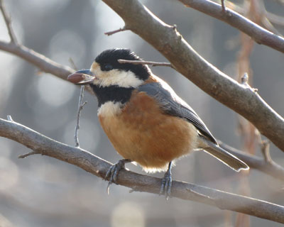 �������������ɐH�ׂ�