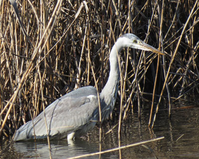 ���ꂩ�璋�H