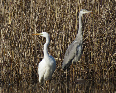 �ʂɒ��͂悭�Ȃ�