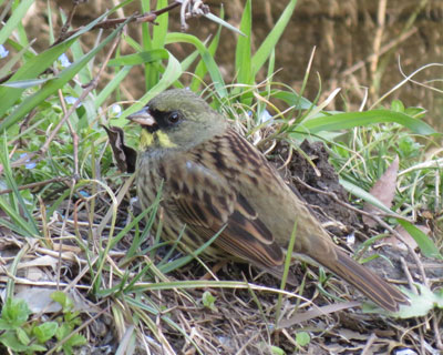 �A�I�W�͂����j�b�R��