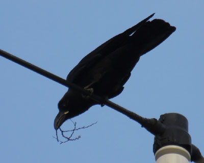 �t�͉ו��������u�g�����