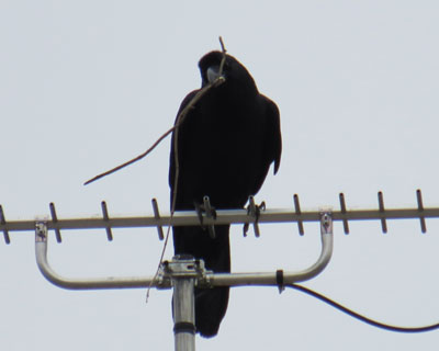 �����ɂ�����