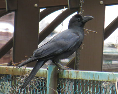 �ʂ̂����Ō����