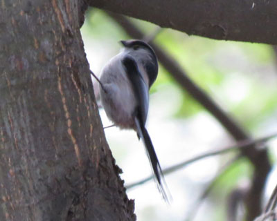 �u���G�i�K