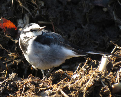 ����C�ɂ��Ă��n�N�Z�L���C