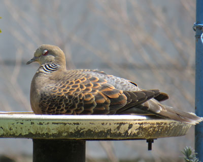 �a��ɂ̂��΂�L�W�o�g