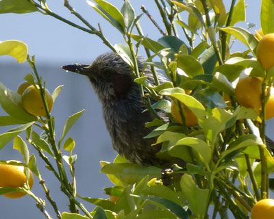 �L���J���̎c���H�ׂɗ���q���h��