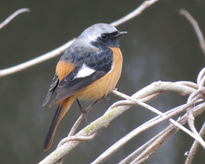 �ق�Ƃɍ��N�͏��Ȃ�����