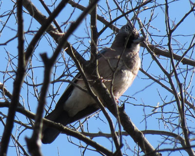 �J�P�X�͂��������