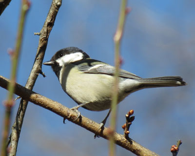 �V�W���E�J�������s�΂���