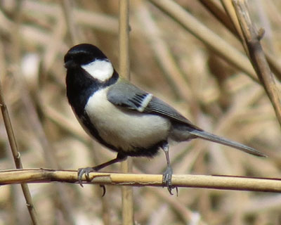 ��̃p�[�c���Ȃ�