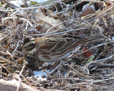 �܂����s�����J�V���_�J