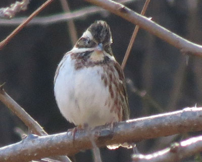 �����ċꂵ��