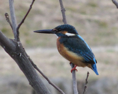 �t�ɏ�����J���Z�~