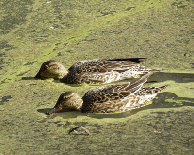 �R�K���̃V���N���H��