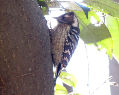 �t���R�Q��