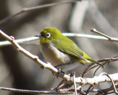 ���킢�����W��