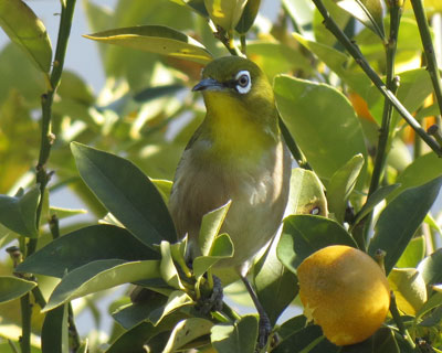 �����̃L���J����H�ׂɗ���