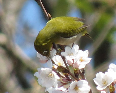 ������D��