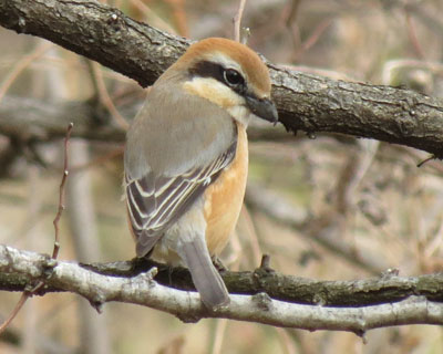 ���Y���̃L���|�[�Y