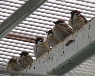 ���V�󂾂ƌ����ɔ��